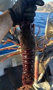 La langouste rouge suivie de près
